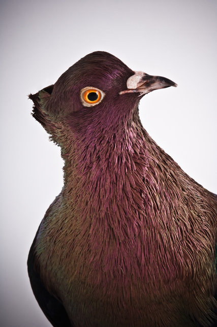 Inspirational pigeons essay